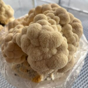 Kit de Autocultivo – Melena de León (Hericium erinaceus) – 3 Kg